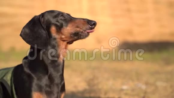 特写一只狗抬起鼻子嗅着猎物视频的预览图