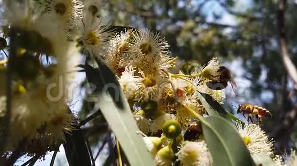 桉树叶片上的蜜蜂01慢动作视频的预览图
