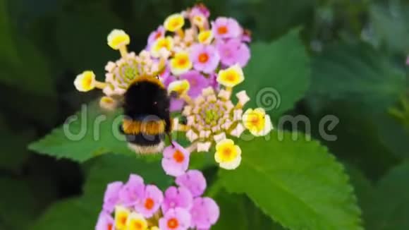 大黄蜂在马兰花上的慢动作视频的预览图