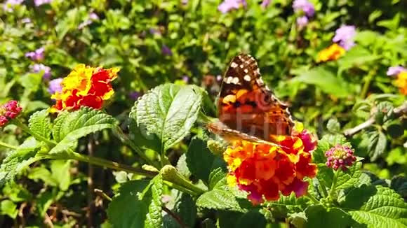 一只彩绘的女蝴蝶从一朵兰塔纳卡马拉花飞到另一朵花收集花蜜以120英尺的速度射击视频的预览图