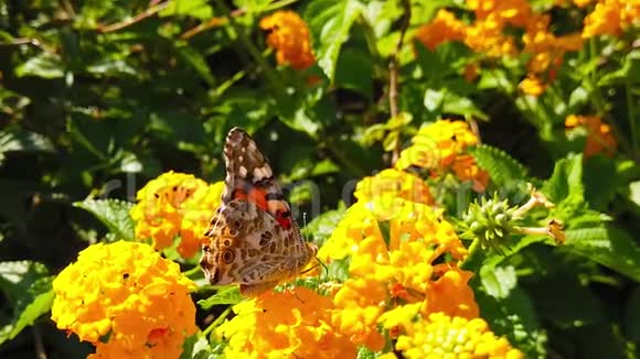 彩蝶花在花兰花上16慢动作视频的预览图