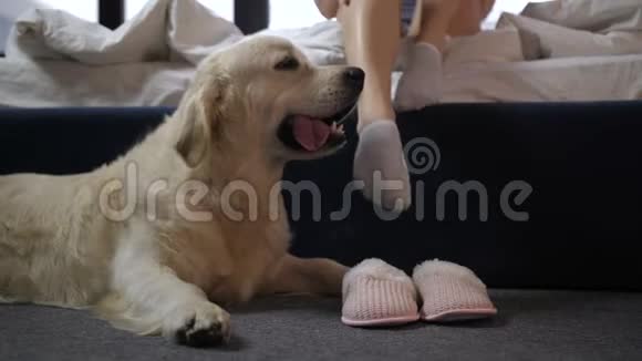 聪明的狗在监视宠物主人拖鞋视频的预览图