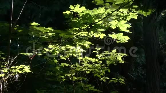 黑暗的森林树叶和虫子在阳光下发光视频的预览图