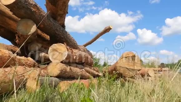 很多松木原木大规模的森林砍伐原料在绿草上照相机在动蓝天视频的预览图