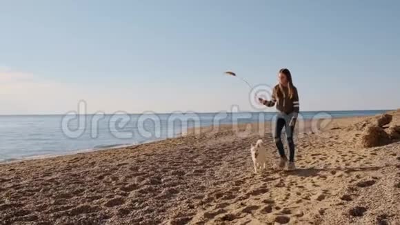 有趣的是在海滩上和他的人类朋友玩一根棍子的小狗慢动作视频的预览图