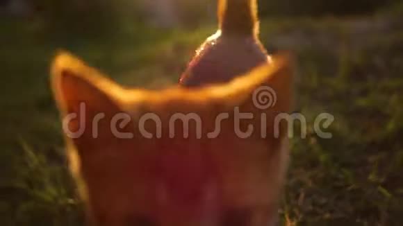 姜小猫在夕阳下跟着镜头美丽的电影镜头视频的预览图