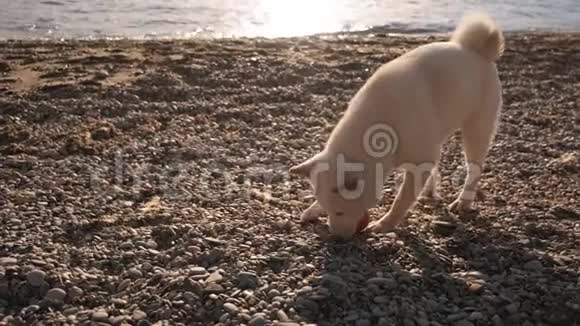 年轻血统的石坝犬走下海滩玩水慢动作视频的预览图
