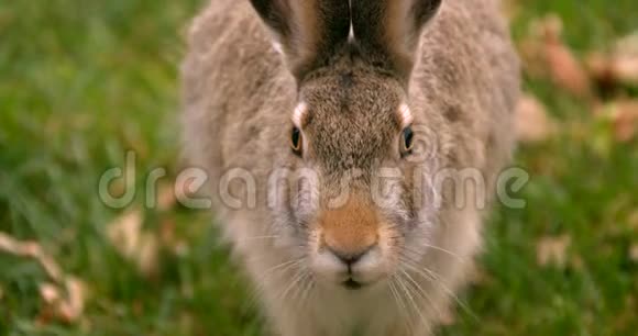 草地上的棕色兔子视频的预览图