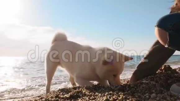 近距离观看白色的石坝湖在海滩上奔跑用他的女性人类朋友慢吞吞地挖水附近的洞视频的预览图