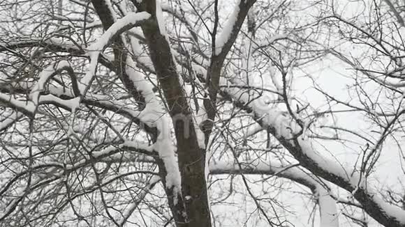 浅雪落在黑暗的木头背景上冬季慢动作视频的预览图