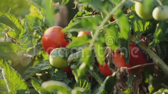 雌性的手从灌木丛中挑选成熟的红西红柿视频的预览图