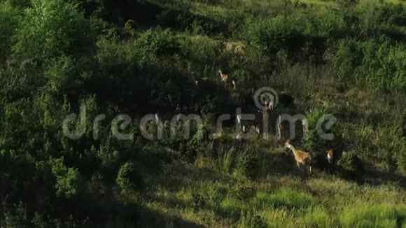 小鹿在俄罗斯南部的一个保护区的灌木丛和树木之间行走视频的预览图