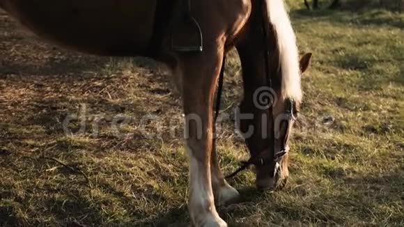 马具上戴着白色鬃毛的棕色马正慢慢地在草地上放牧视频的预览图