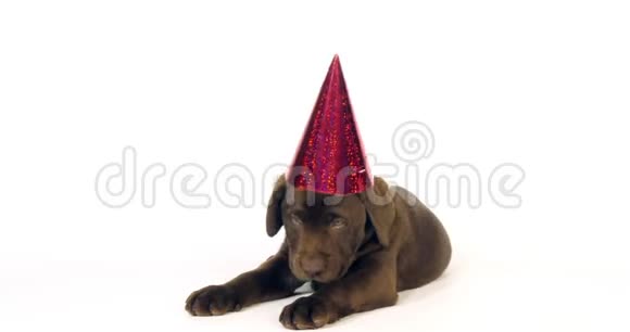 棕色拉布拉多猎犬白色背景带尖帽的小狗诺曼底慢动作视频的预览图