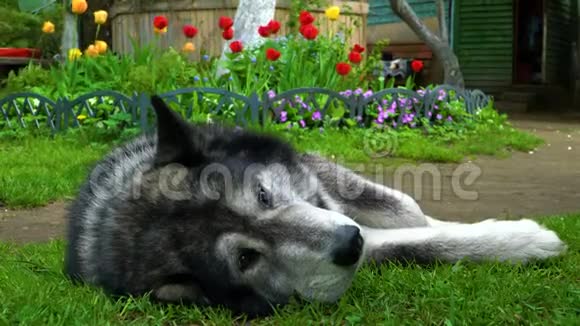 灰色的哈士奇狗一副悲伤的样子躺在草地上视频的预览图
