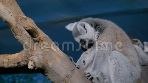 两只滑稽的狐猴坐在树上视频的预览图