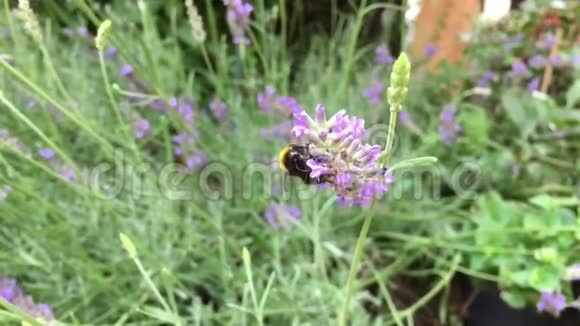 大黄蜂在薰衣草花上爬行收获花粉和花蜜然后在慢速中飞出框架视频的预览图