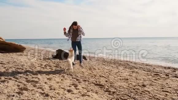 快乐而又充满活力的白石坝野狗与小女孩在海边慢动作视频的预览图