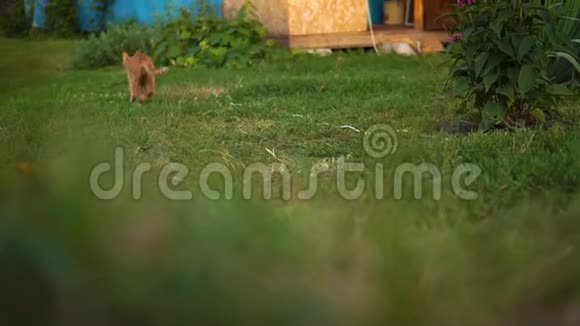 一只可爱的红色小猫是小猫跑开回到房子入口附近的草地上模糊的背景视频的预览图