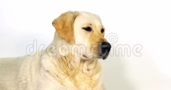 黄色拉布拉多猎犬白色背景上的婊子肖像诺曼底慢动作视频的预览图