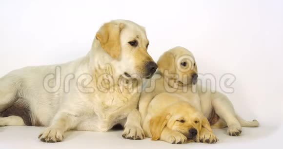 黄色拉布拉多猎犬白色背景上的婊子和小狗睡觉诺曼底慢动作视频的预览图