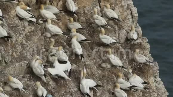 在英国的悬崖峭壁上筑巢是一个由令人惊叹的甘奈特莫罗斯巴桑斯组成的繁殖群视频的预览图
