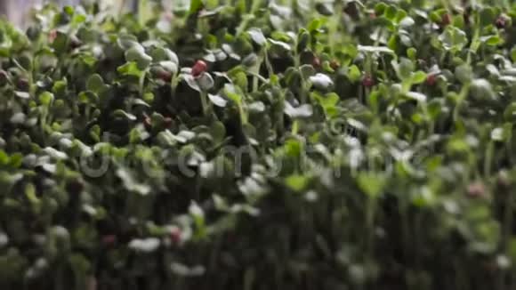 微型镜头最佳芥末微绿菜健康沙拉视频的预览图
