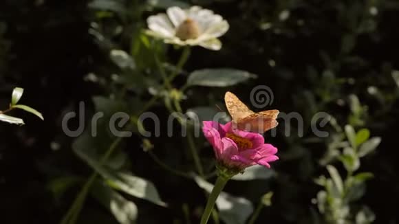 公园里一朵花上的蝴蝶在喝花蜜视频的预览图