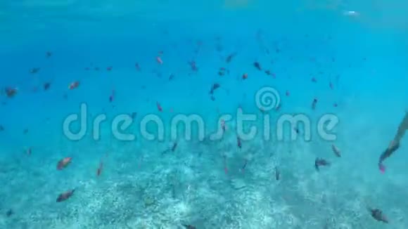 科科斯岛鱼类学校视频的预览图