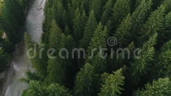 针叶林中的河流鸟瞰图视频的预览图