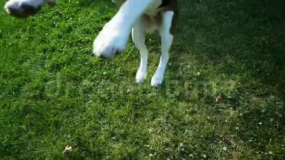 波夫射击快乐的比格狗玩木棍跳跃和带来一根棍子狗训练视频的预览图