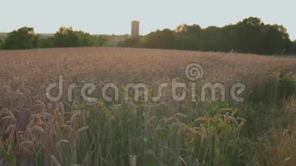 麦田和城堡瞭望塔的日落视频的预览图