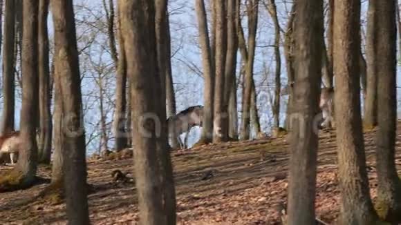鹿在森林里奔跑视频的预览图