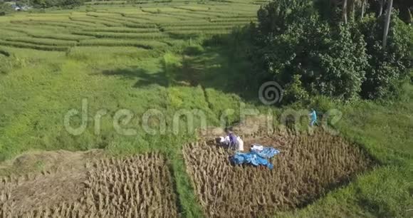 在稻田里工作的人们的俯视图视频的预览图