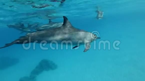 特写镜头海豚家族在清晨的阳光下在蓝色的水面下游泳视频的预览图