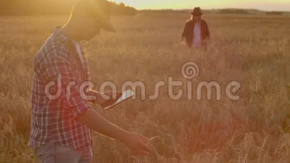 农夫们戴着帽子和药片在日落时分在麦田里和衬衫里视察和触摸谷物和小麦视频的预览图