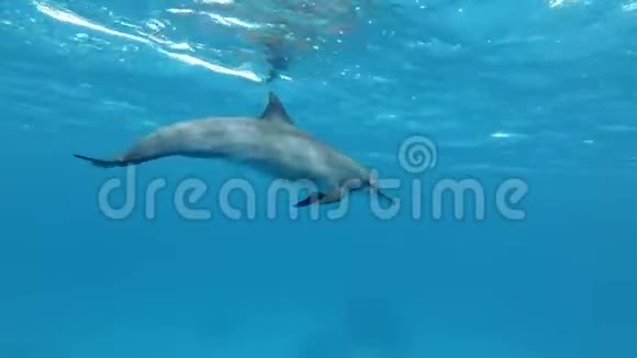 一群非常近的海豚在蓝色的水面下以一个圆圈游动水下射击特写视频的预览图