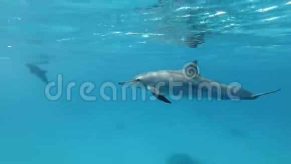 年轻的海豚在清晨的阳光下在蓝色的水面下游泳视频的预览图