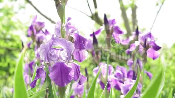 紫鸢花在鸢尾花田里大自然风景植物美丽的花朵视频的预览图