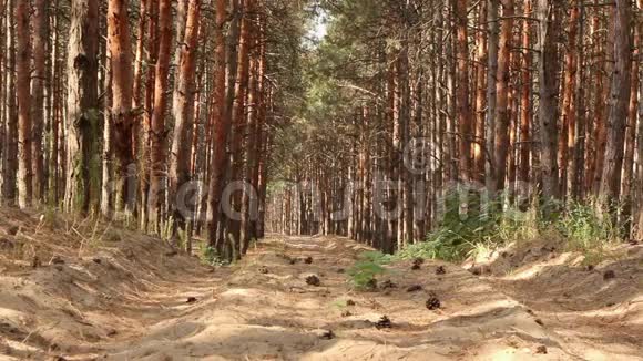 茂密的针叶林常绿针叶枝在晴天树枝在风中移动清除和森林道路视频的预览图