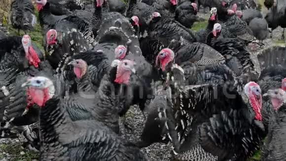 免费牧场上的火鸡一群火鸡在绿野上寻找食物国内男性火鸡特写土耳其汤姆和视频的预览图