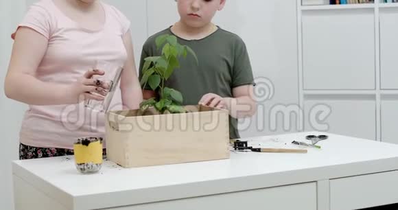 孩子们在木箱里浇绿树视频的预览图