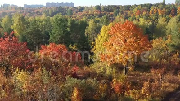 秋林鸟瞰美丽的彩色季节性树叶巨大美丽的秋天城市公园和建筑上视频的预览图