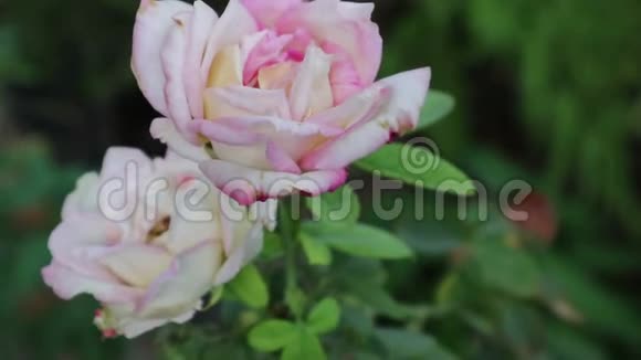 粉红色玫瑰花在自然光线下视频的预览图