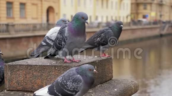 四只鸽子坐在城市码头的石栅栏上视频的预览图