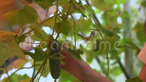 女人的手从温室里的树枝上摘下一根黄瓜视频的预览图