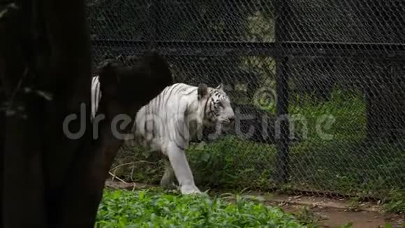 印度一家动物园里一只孟加拉皇家白虎在附近散步视频的预览图