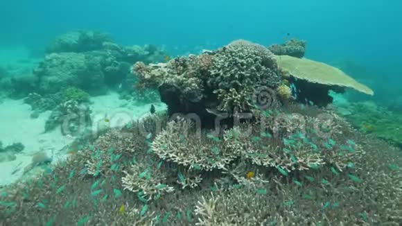 水下世界风景优美的珊瑚和鱼群在海洋保护区视频的预览图