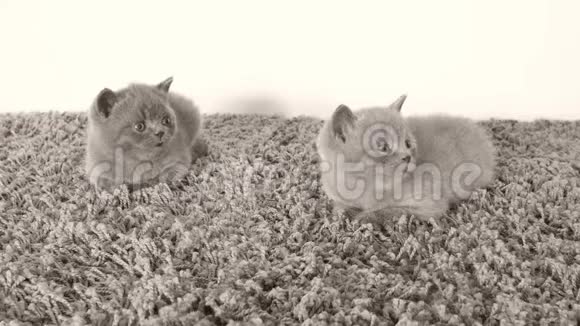 英国小猫在柔软的地毯上休息视频的预览图