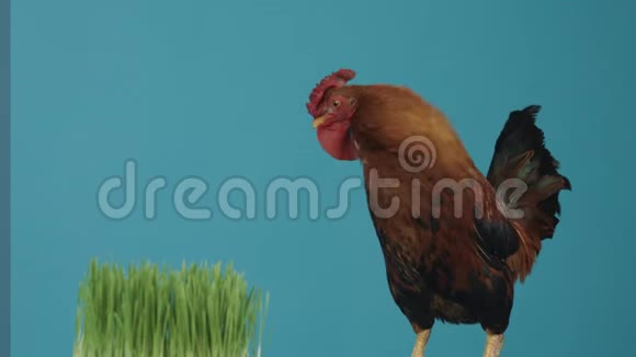 工作室里的公鸡蓝色背景看绿草视频的预览图